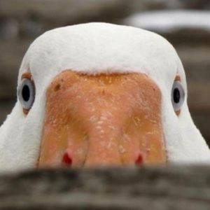 Meet your Posher, Becky